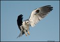 _0SB1715 white-tailed kite